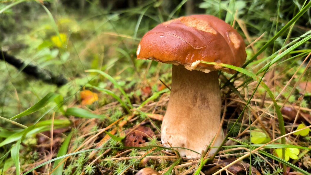    Maksim Konstantinov/Globallookpress