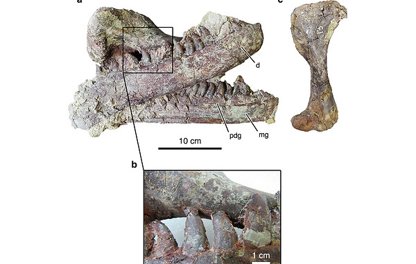    Останки ящера Joaquinraptor casali  Nature.com