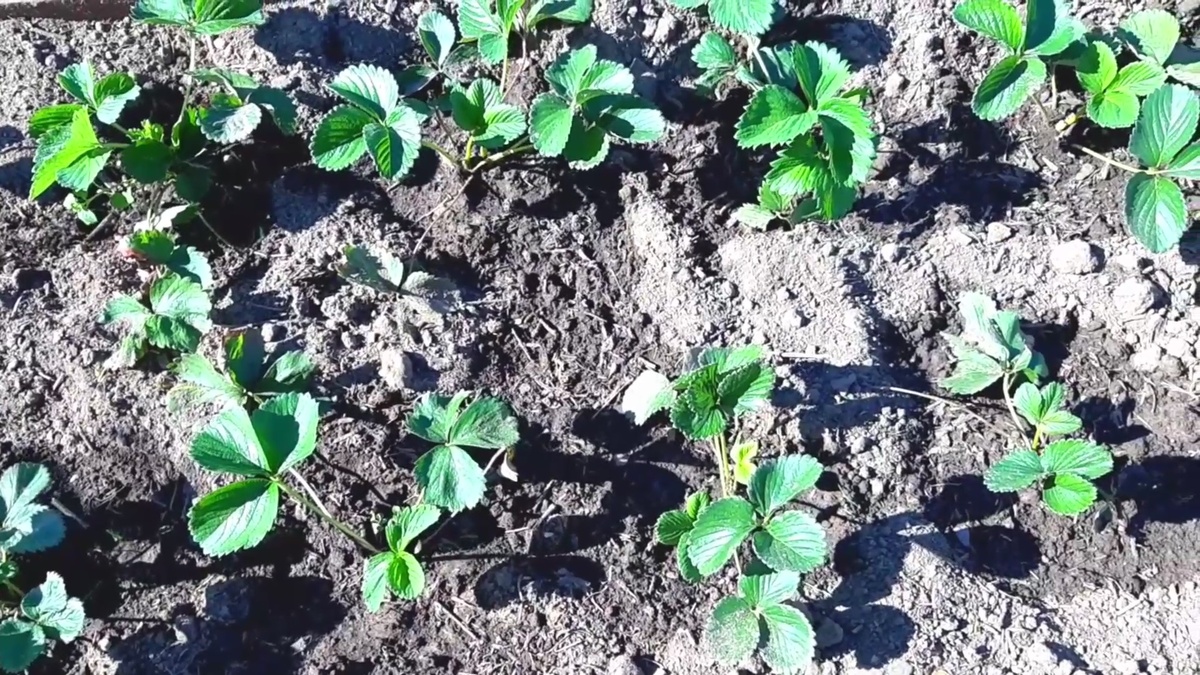 Пришло время начать готовить клубнику к наступлению холодов.