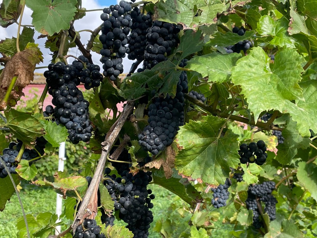 Виноград в монастыре
