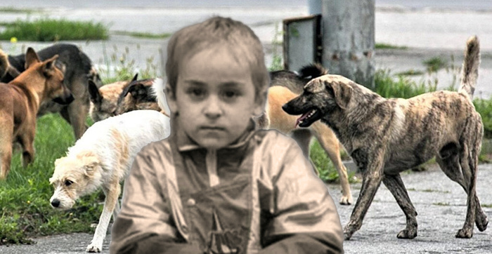 "Забрать меня из стаи не давали собаки". История Ивана Мишукова – мальчика, который стал вожаком бродячих псов в 4 года