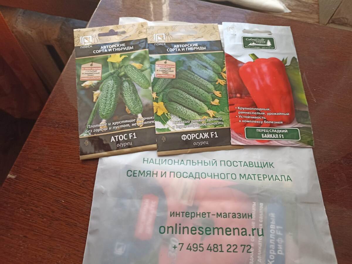 Семена огурцов и перца сладкого. Фото автора