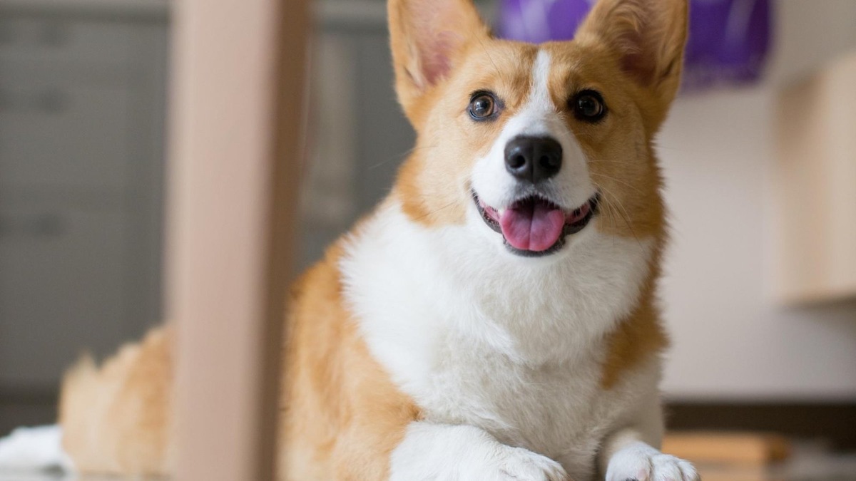    Перед операцией ветеринар осматривает питомца и отвечает на вопросы хозяина — подготовка важна для безопасности стерилизации.