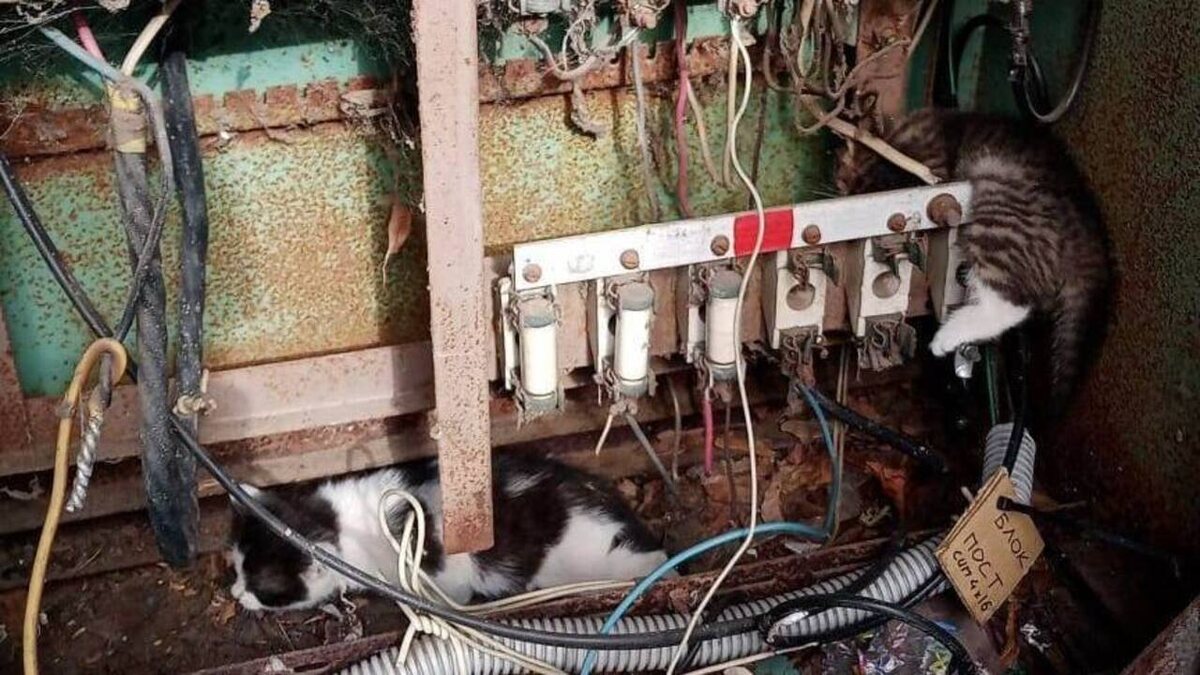    В силовом щитке в Курской области обнаружили кошачью семью