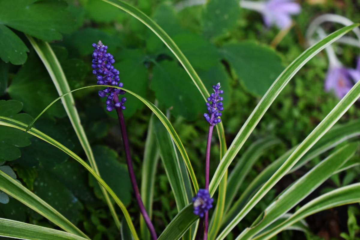 Лириопе мускари