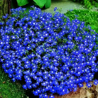 Лобелия: облако нежности в вашем саду!