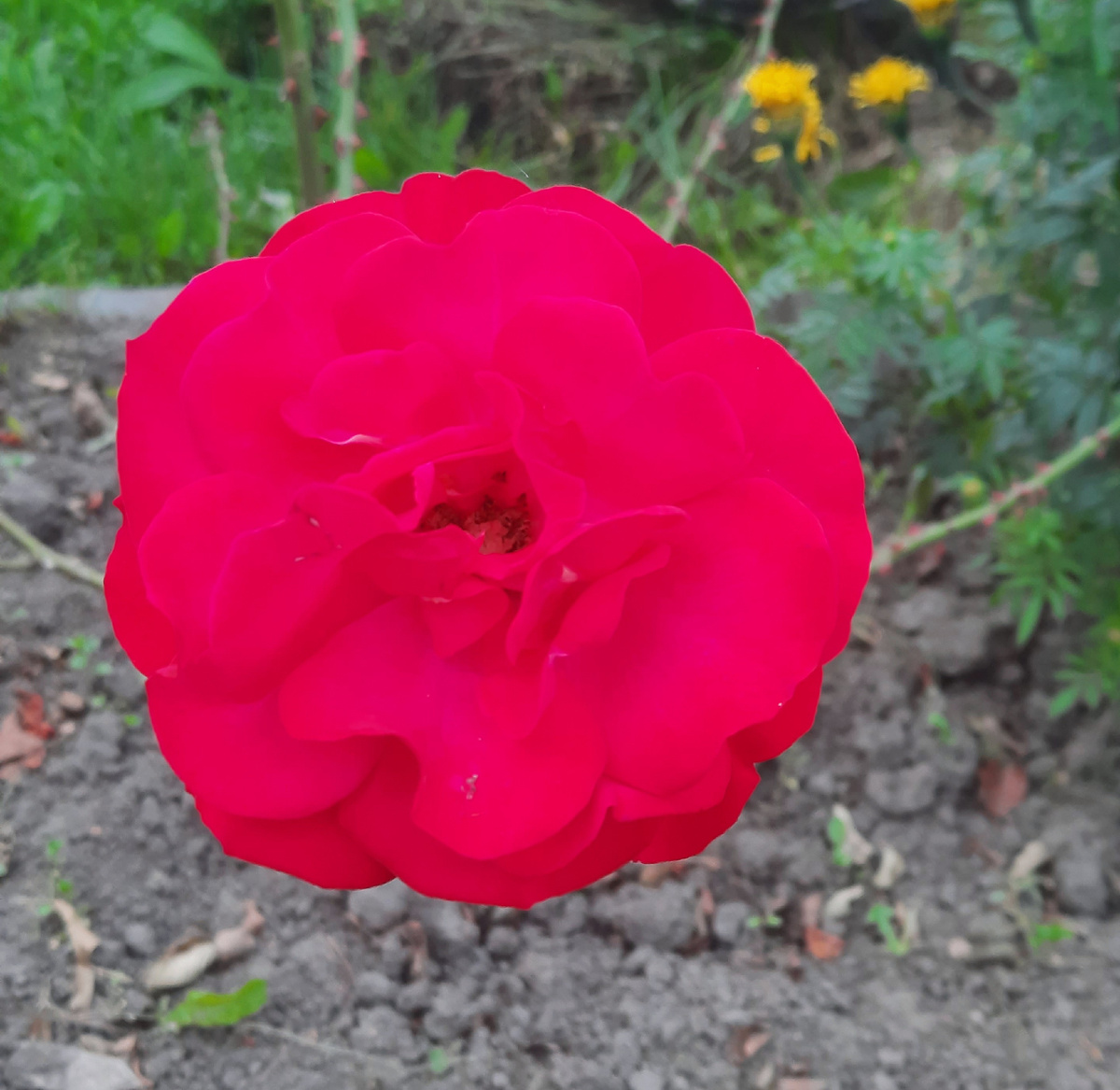 Последние розы