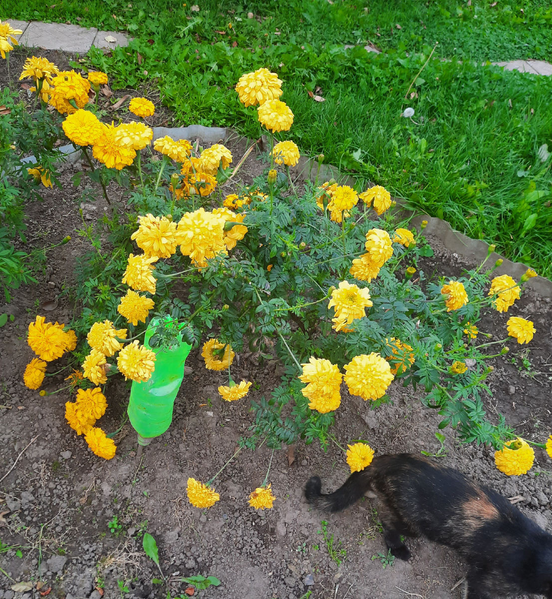 Это кошка Майка в кадр влезла😁