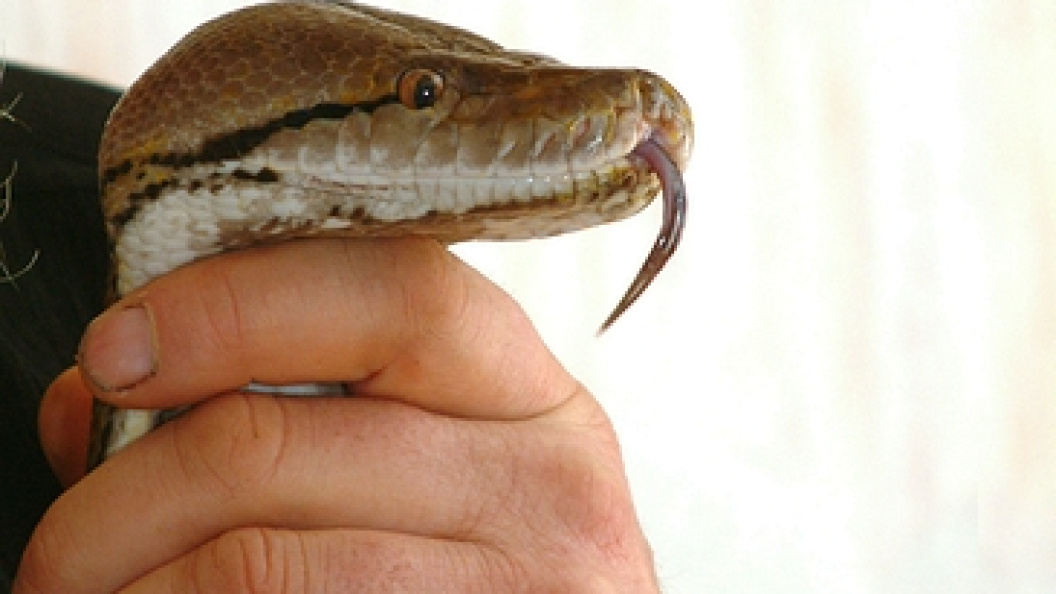    Виктор Лисицын/Globallookpress