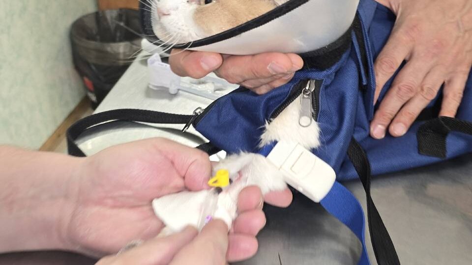 Заболел житель приюта Персик