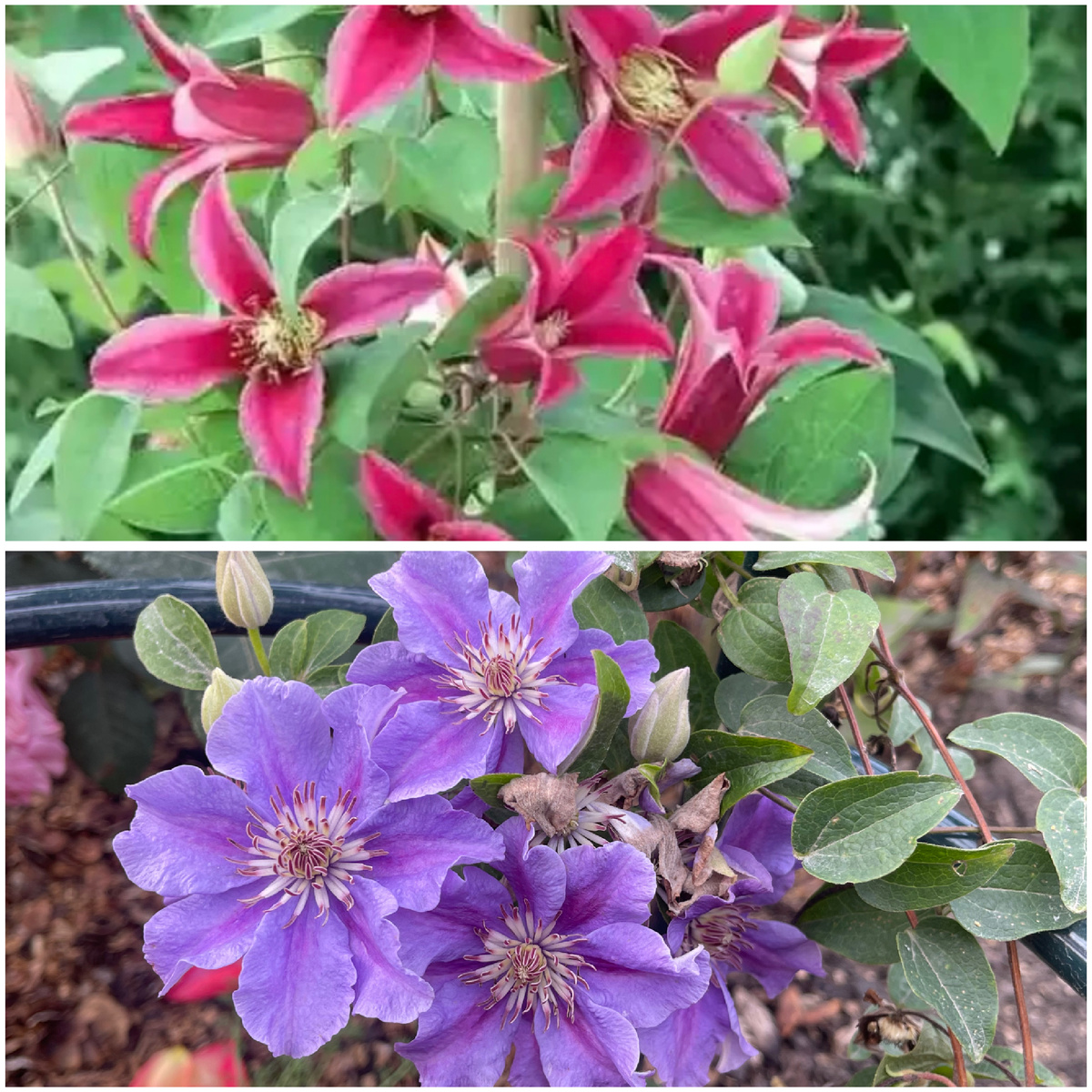 ВВЕРХУ МЕЧТА, ВНИЗУ РЕАЛЬНОСТЬ