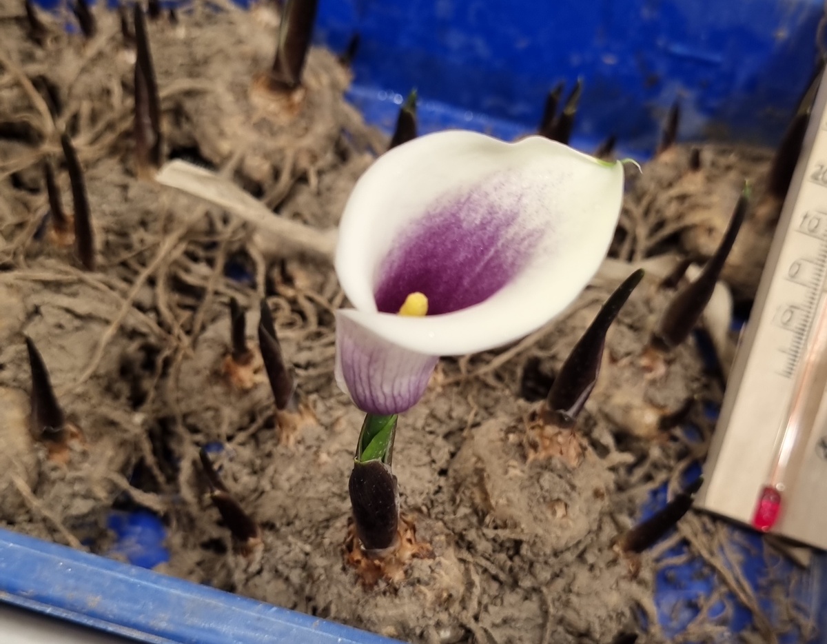 Клубни перед высадкой в грунт.