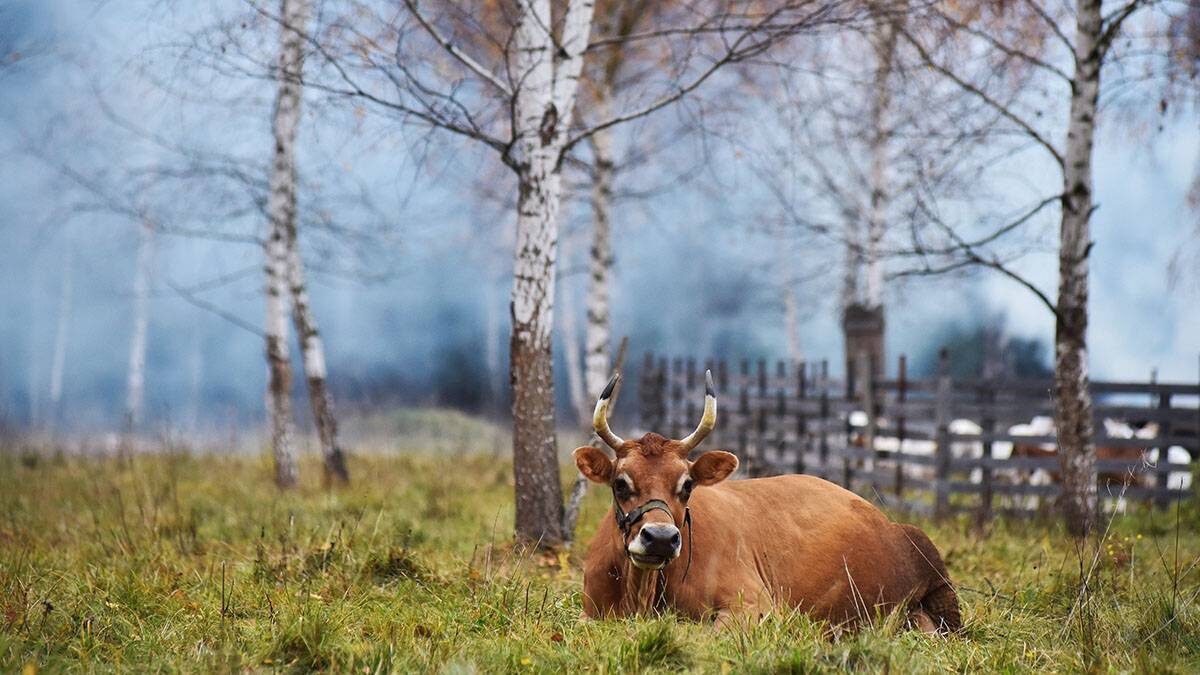    Фото: Антон Кардашов / АГН Москва