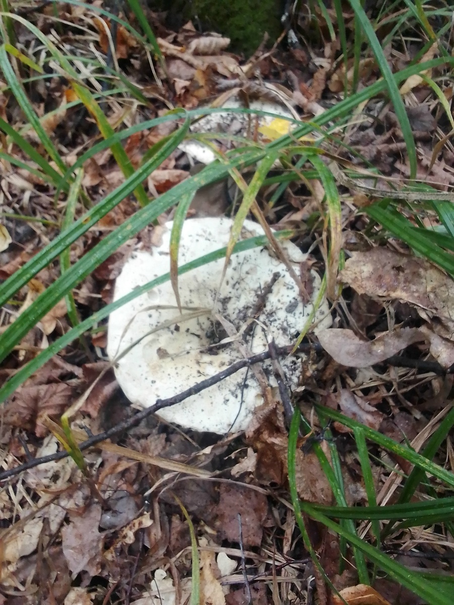 Гриб скрипун. Из архива автора.