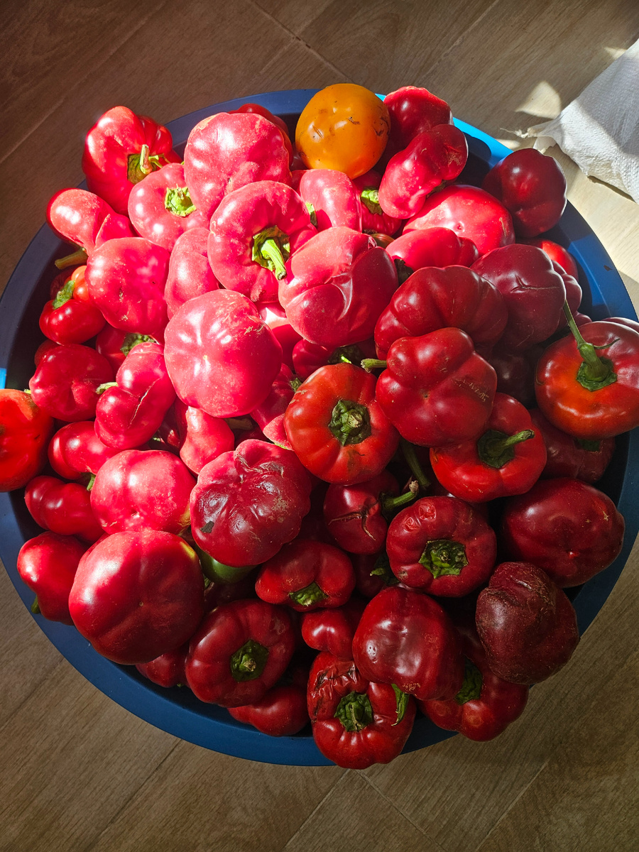 Перец камби