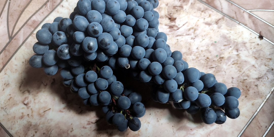 Кишмиш Красень – нужен ли он на Вашем участке?