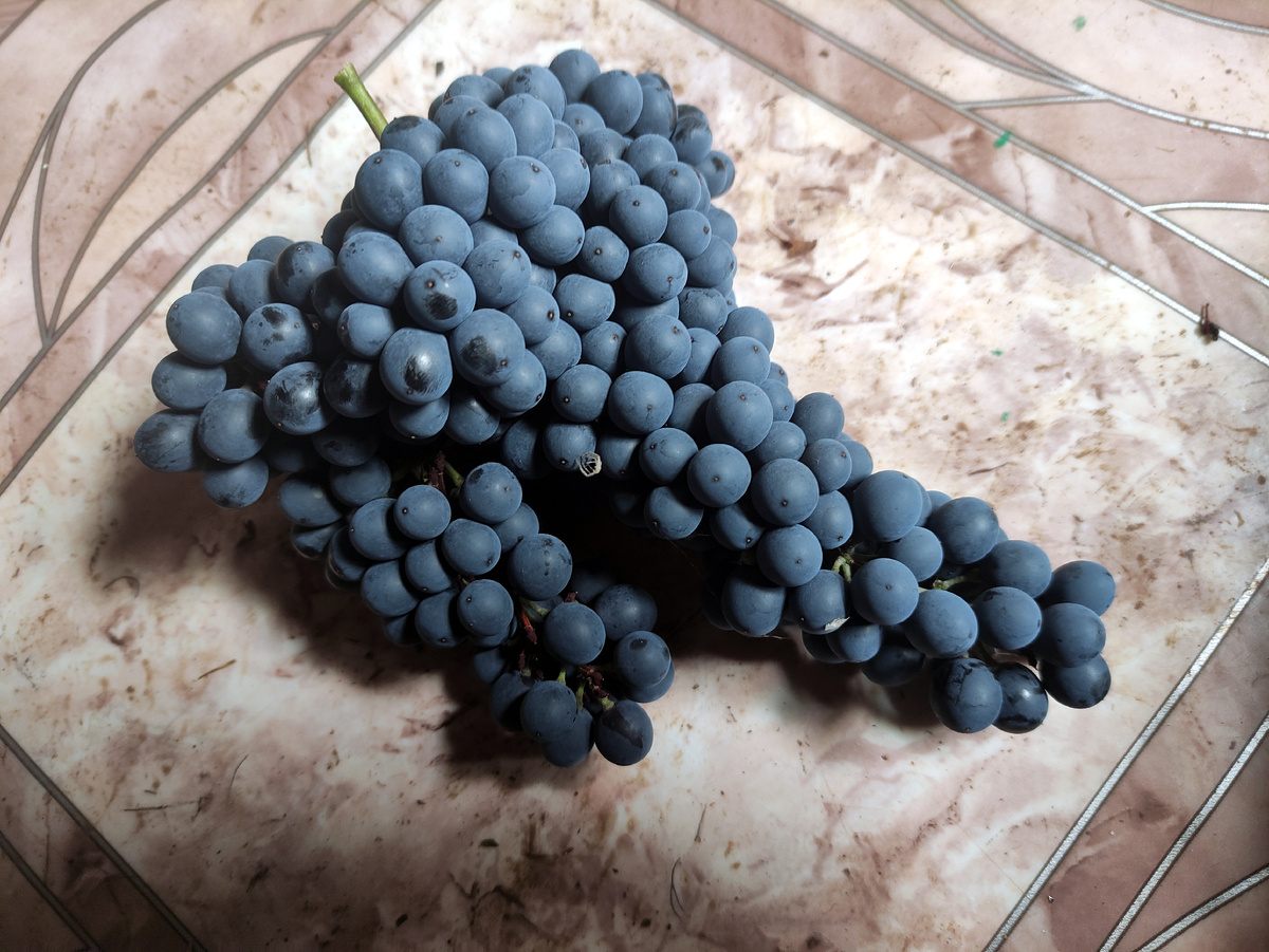 Гроздь сорта Красень