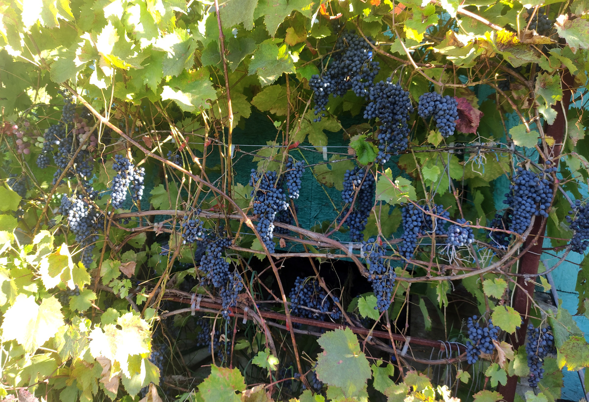 Красень - урожай уступает прошлогоднему, но вполне достойный