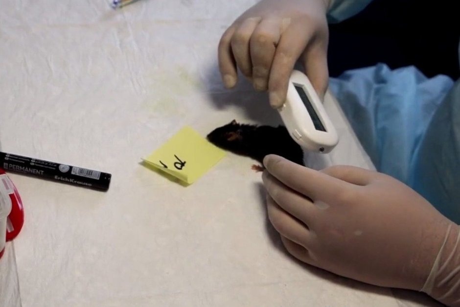   предоставлено ИМБП РАН