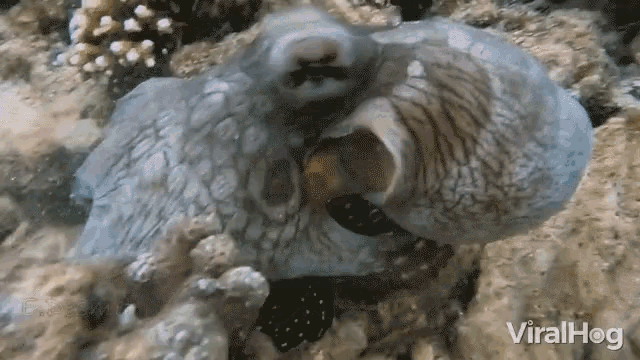 Осьминог меняет цвет