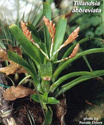 Тилландсия abbreviata