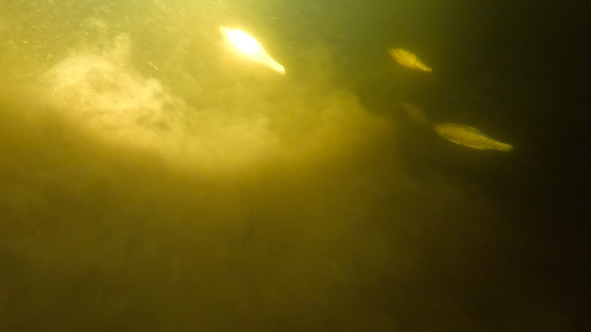 Мути они поднимают как буря песчаная.