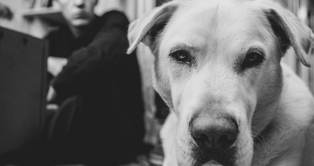 Можно ли наказывать собаку за то, что натворила в отсутствие хозяев?