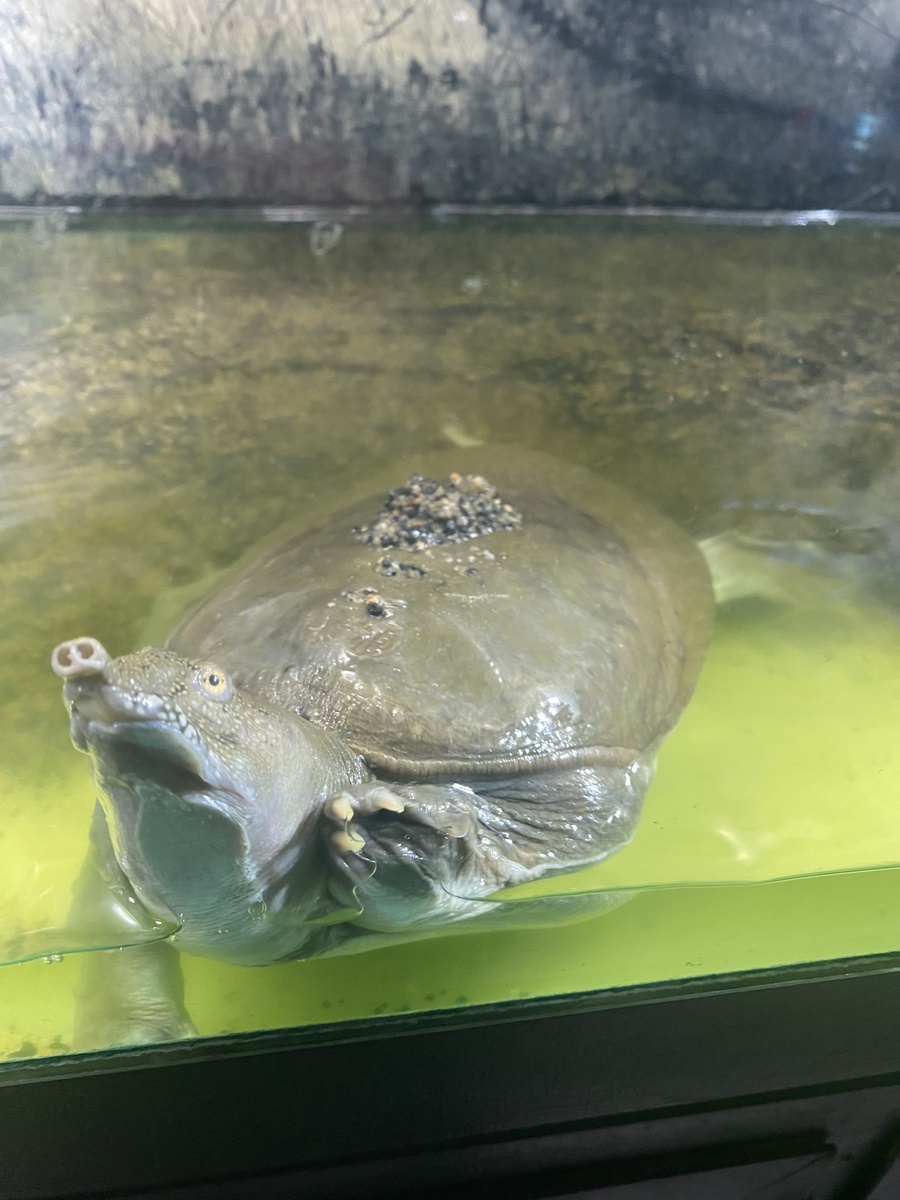 Эта черепашка покорила мое сердце