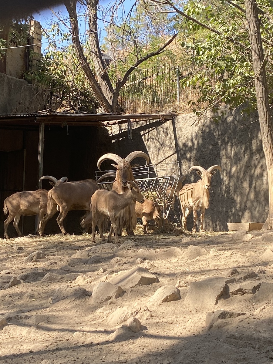 Ереванский зоопарк