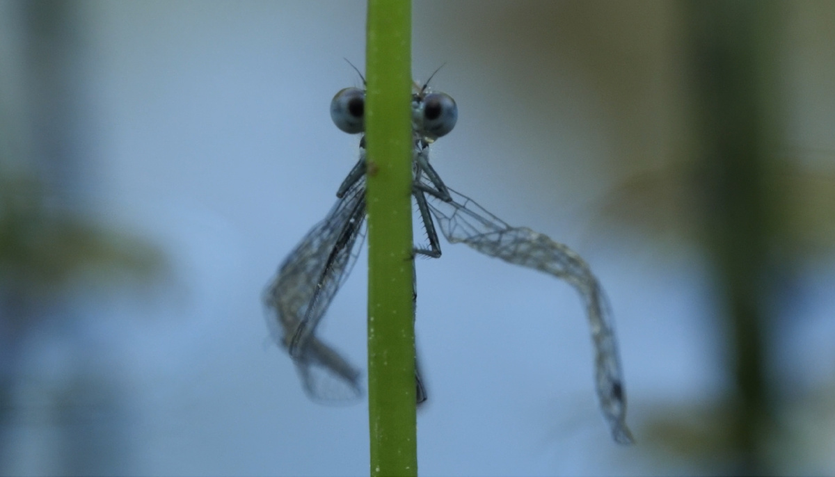 Кадр из фильма