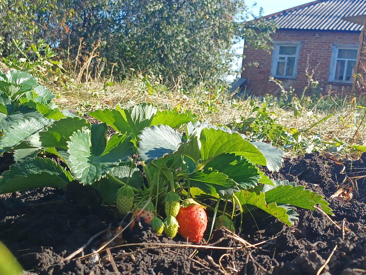 Кирпичный дом и уже плодоносящая клубника.