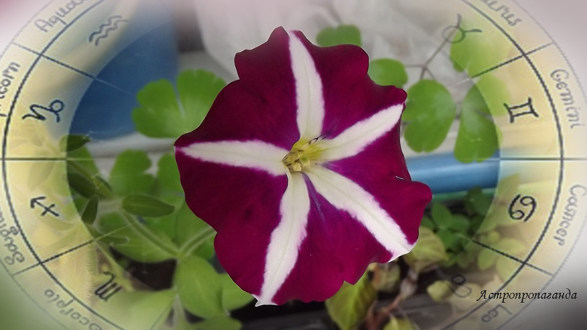 Гороскоп с 22 по 28 сентября 2025: Марс в знаке владения, Солнце в знаке падения | Недельный гороскоп