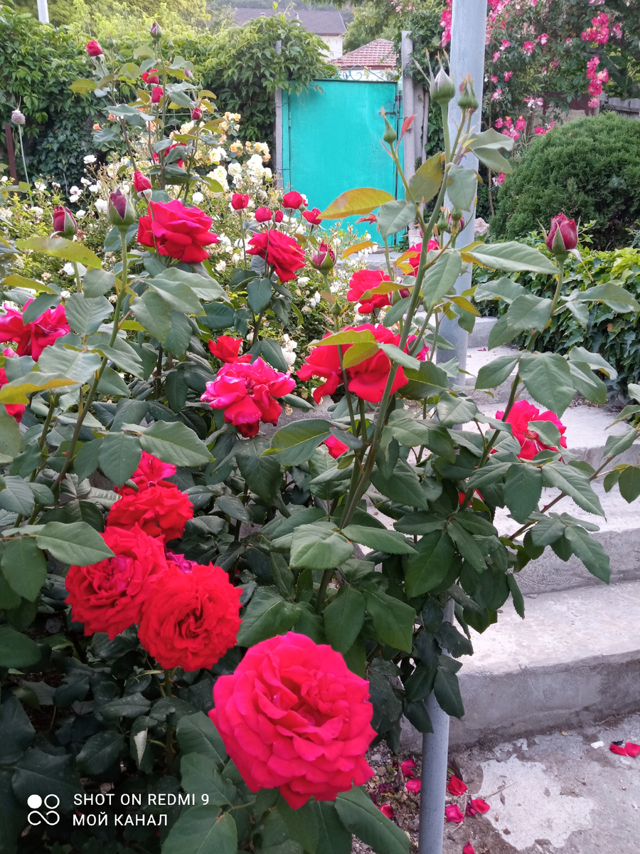 Ч/г роза Ингрид Бергман. Ей почти 18 лет. Перенесла уже несколько опиливаний. Жива и здорова. Цветет, как молодая))) Фото автора.