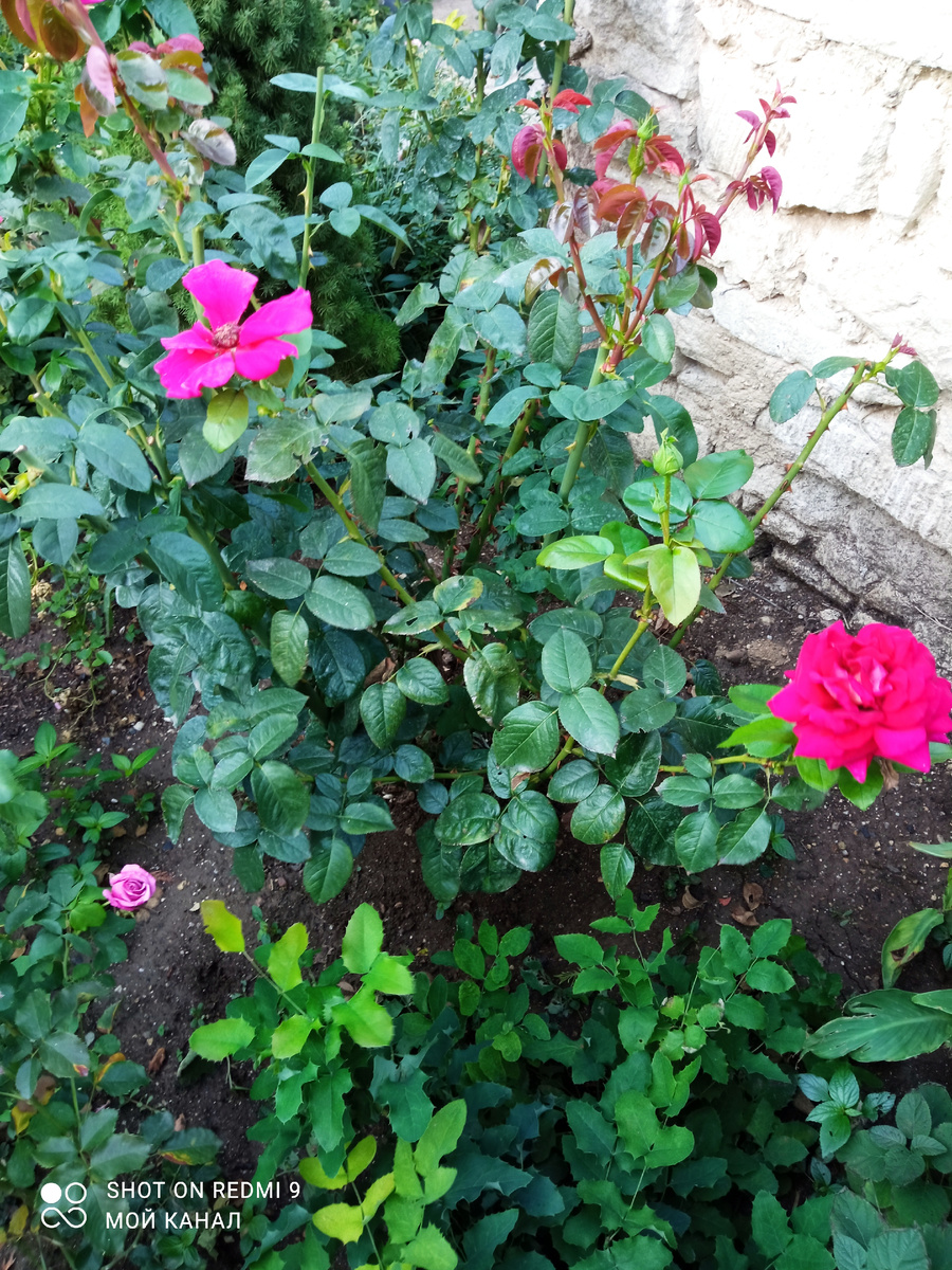 Такой получился кустик. Цвел все лето и сейчас продолжает. Фото автора.