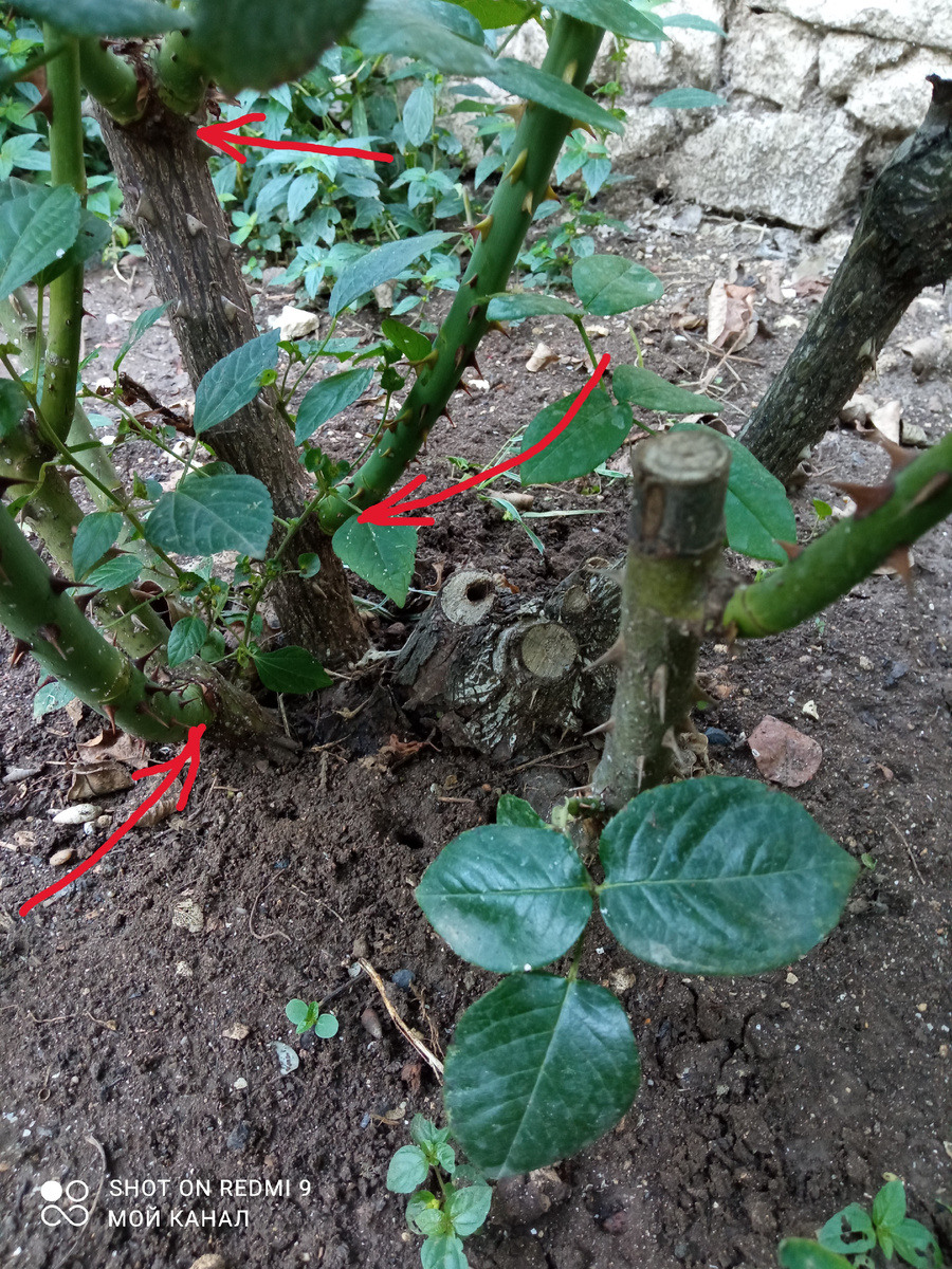 Роза Кроненбург. Ей 17 лет. Этой весной спилила старую ветку на высоту около 20 см от земли. Красным выделены молодые побеги из проснувшихся почек. Фото автора.