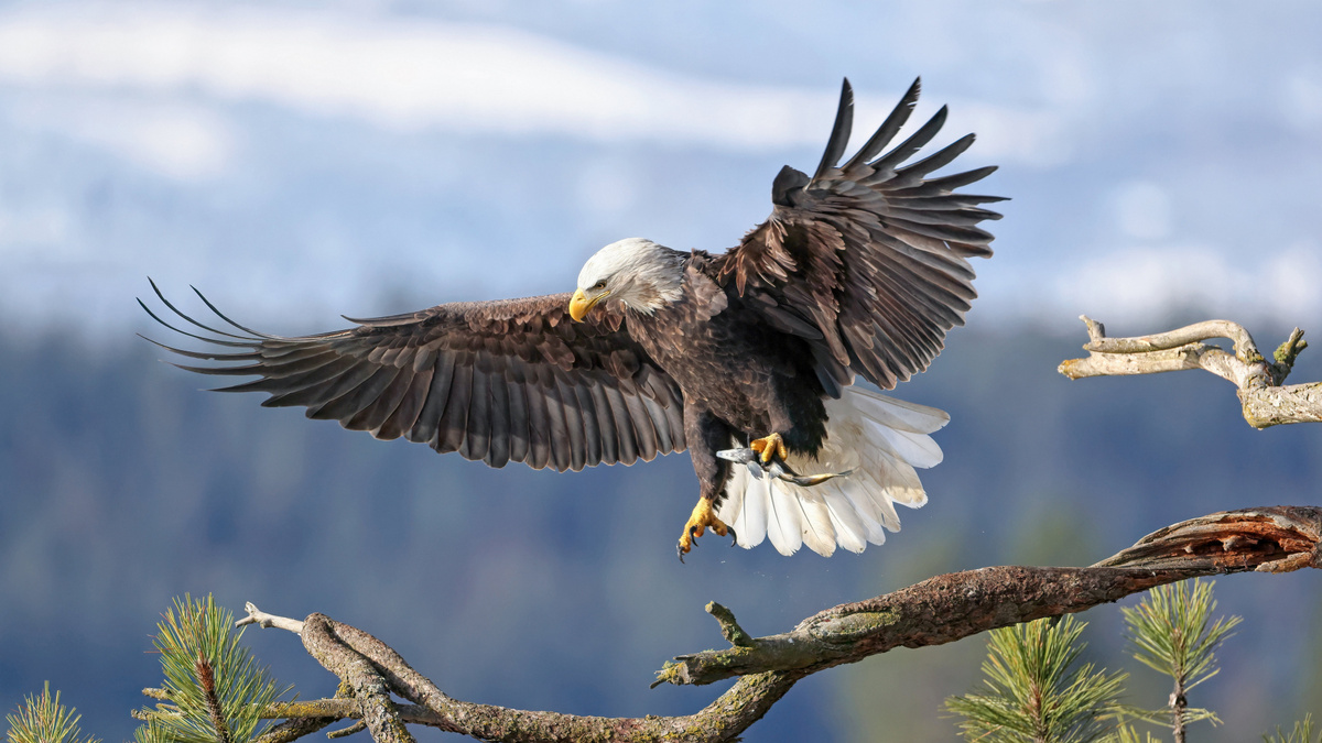 Фото с сайта: https://en.free-wallpapers.su/img141948.htm