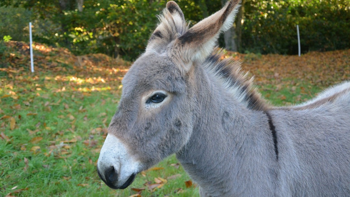 Фото с сайта: https://animals.pibig.info/9860-osliki.html