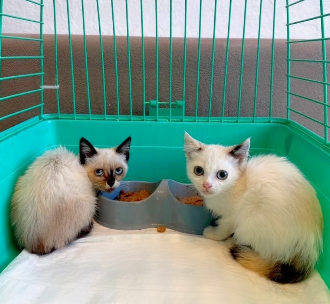 Слева девочка в снежных тапочках, которые старательно прячет, а справа с оранжево-черным осиным хвостом. Фото из архива автора