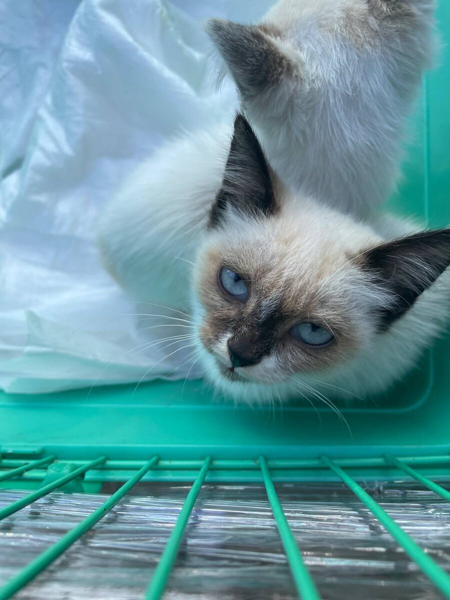 Невроятные обе. Фото из архива автора