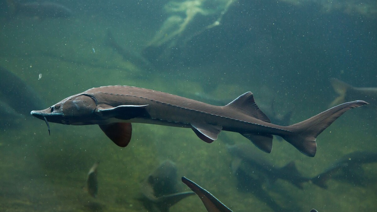 Фото с сайта: https://ria.ru/20200918/osetr-1577447161.html