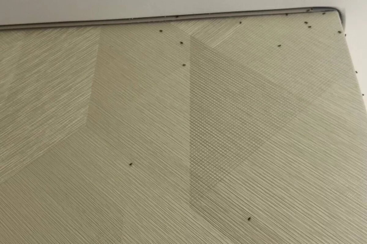    Биолог объяснил сентябрьское нашествие мошек в Новосибирске