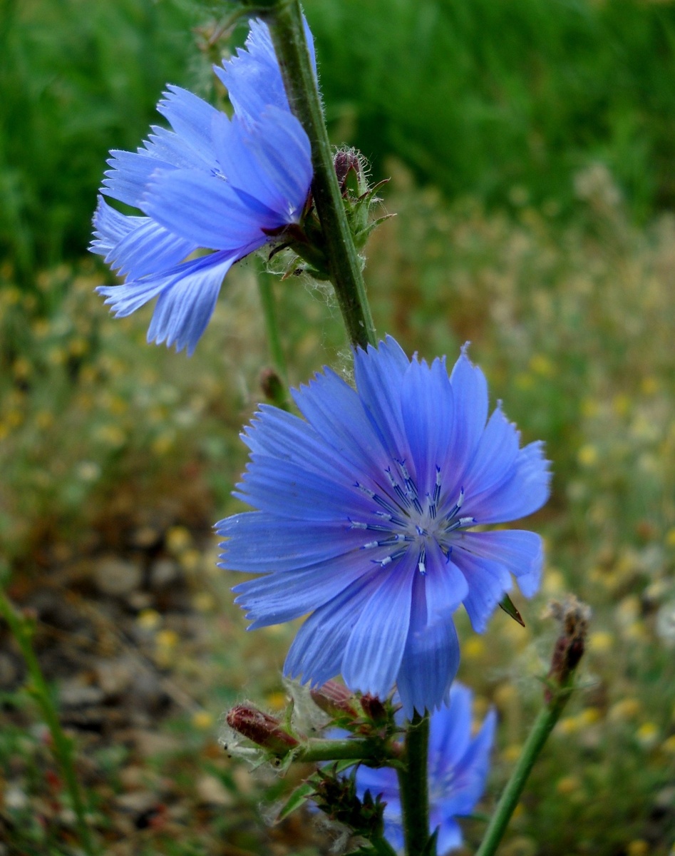 ЦИКОРИЙ из личного фотоархива
