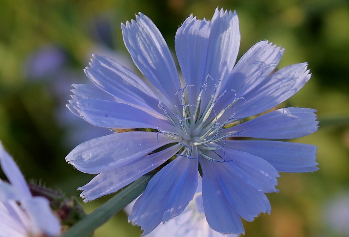 ЦИКОРИЙ из личного фотоархива