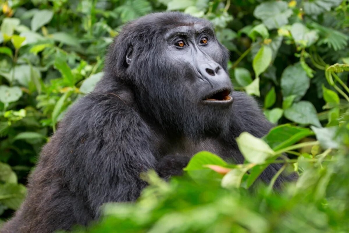    Знакомьтесь - горные гориллы Уганды.