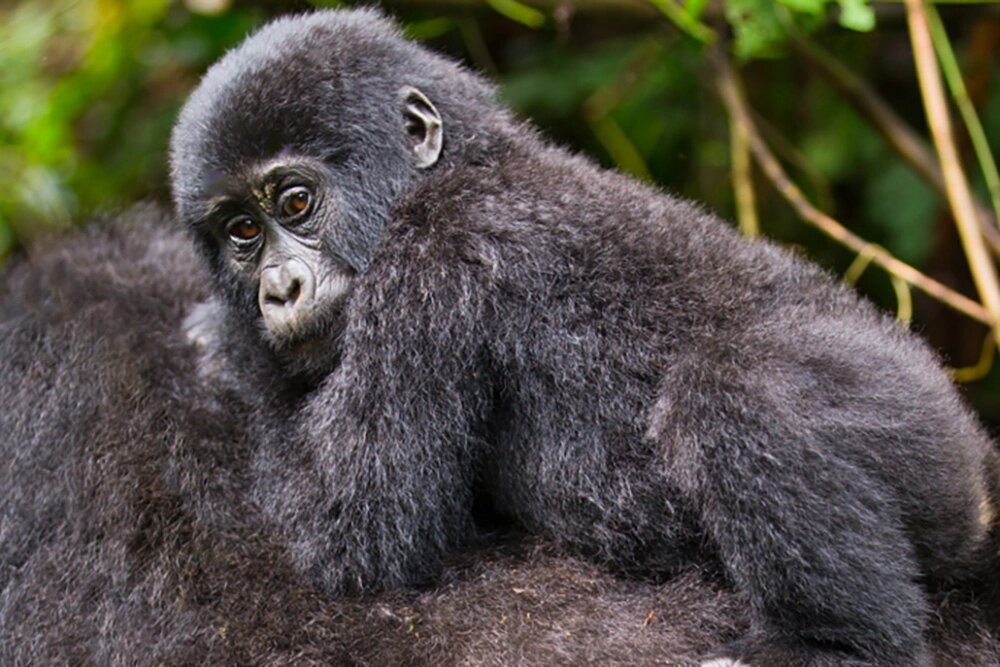    Первые шаги. Фото: Геннадий Юсин