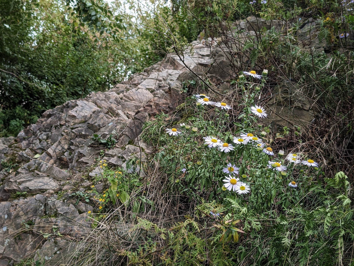 Голубые ромашки — это дикие японские астры. Мелкое растение с жёлтыми цветами — бородавник. 