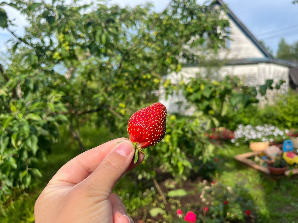   Готовлю клубнику к зиме по совету томского агронома: с 5 кустов собираю до 7 кг ягод без летних подкормок