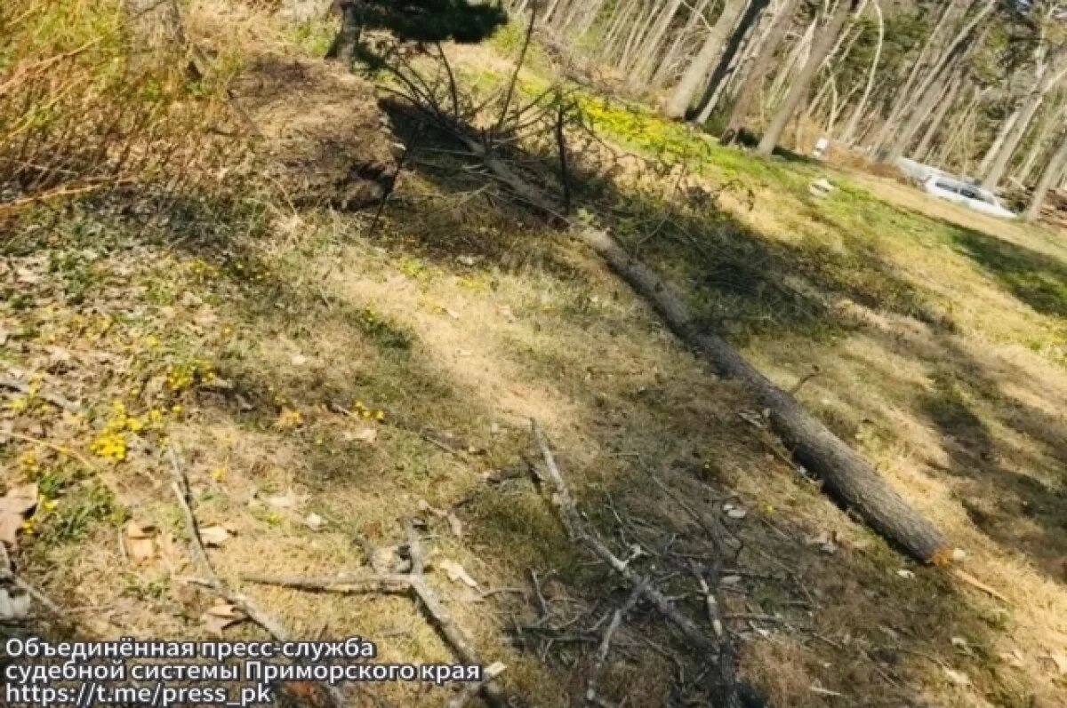    В Приморье прошел суд над мужчиной из-за падения дерева на его знакомого