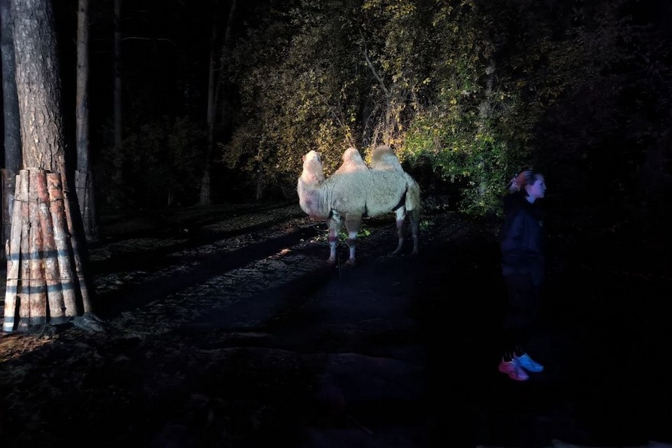    Более 20 животных удалось спасти во время пожара в Новосибирском зоопарке. Никита МАНЬКО