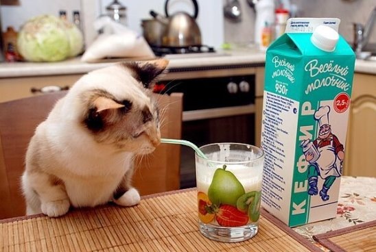 Можно ли кошкам давать кефир? Этот вопрос часто задают владельцы кошек, ведь кефир считается полезным для здоровья.